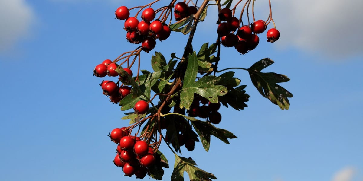Exkursion: Bunte Beeren in herbstlichen Knicks