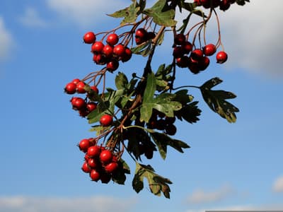 Exkursion: Bunte Beeren in herbstlichen Knicks