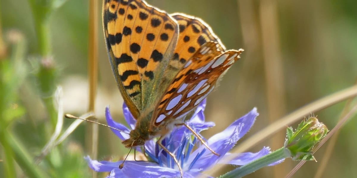 Naturnaher insektenfreundlicher Garten