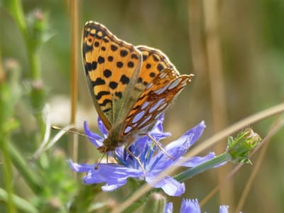 Naturnaher insektenfreundlicher Garten